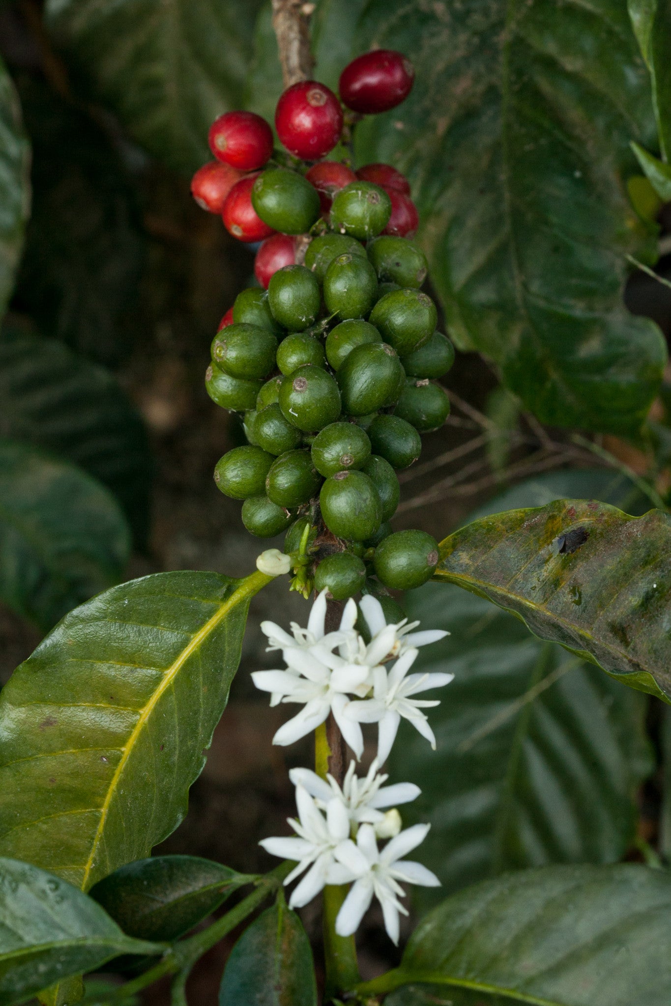 Finca Dos Marias - Bourbon Rojo - San Marcos, Guatemala
